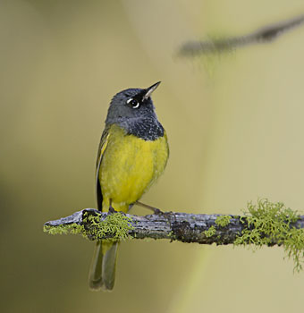 MacGillivray's Warbler (Oporornis tolmiei) photo image