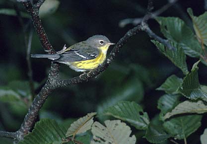 Magnolia Warbler (Dendroica magnolia) photo image