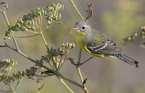Magnolia Warbler (Dendroica magnolia) photo image