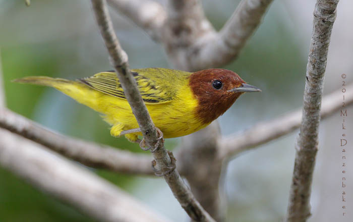 Mangrove Warbler (Dendroica petechia) photo