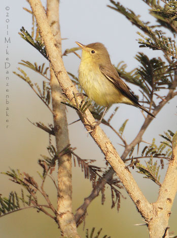 Melodious Warbler (Hippolais polyglotta) photo image