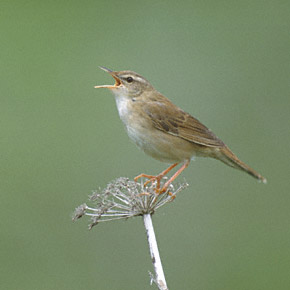 Middendorff's Grasshopper Warbler (Locustella ochotensis) photo