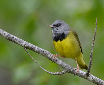 Mourning Warbler (Oporornis philadelphia) photo image