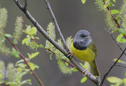Mourning Warbler (Oporornis philadelphia) photo image