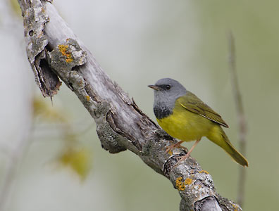 Mourning Warbler (Oporornis philadelphia) photo image