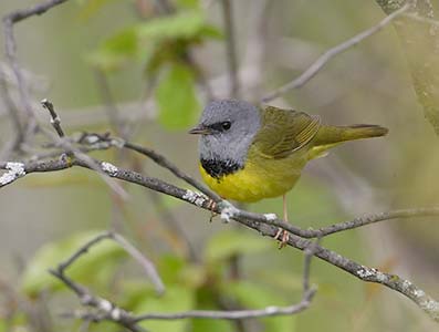 Mourning Warbler (Oporornis philadelphia) photo image