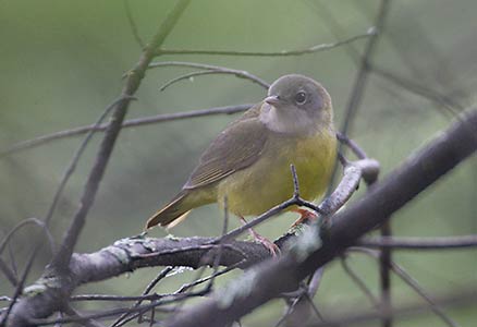 Mourning Warbler (Oporornis philadelphia) photo image