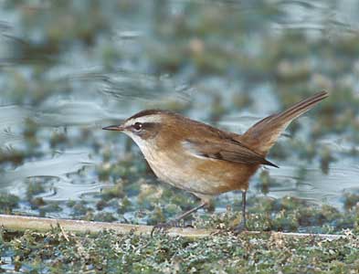 Moustached Warbler (Acrocephalus melanopogon) photo image