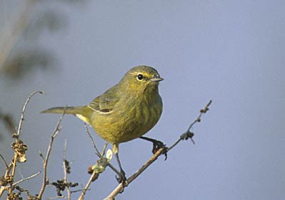 Orange-crowned Warbler (Oreothlypis celata) photo image