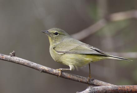 Orange-crowned Warbler (Oreothlypis celata) photo image
