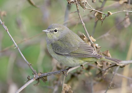 Orange-crowned Warbler (Oreothlypis celata) photo image