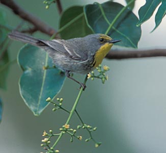 Olive-capped Warbler (Dendroica pityophila) photo image
