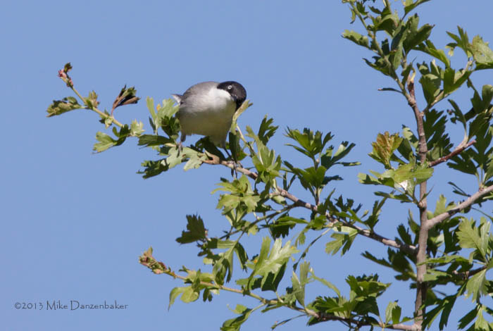 Eastern Orphean Warbler (Sylvia crassirostris) photo