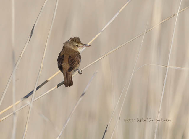Oriental Reed Warbler (Acrocephalus orientalis) photo image