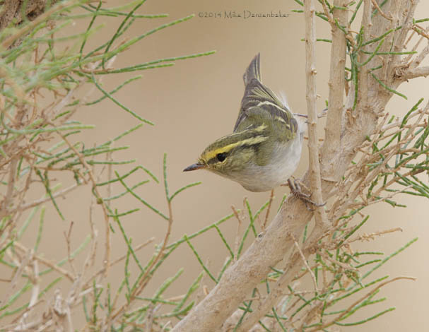 Pallas's Leaf Warbler (Phylloscopus proregulus) photo