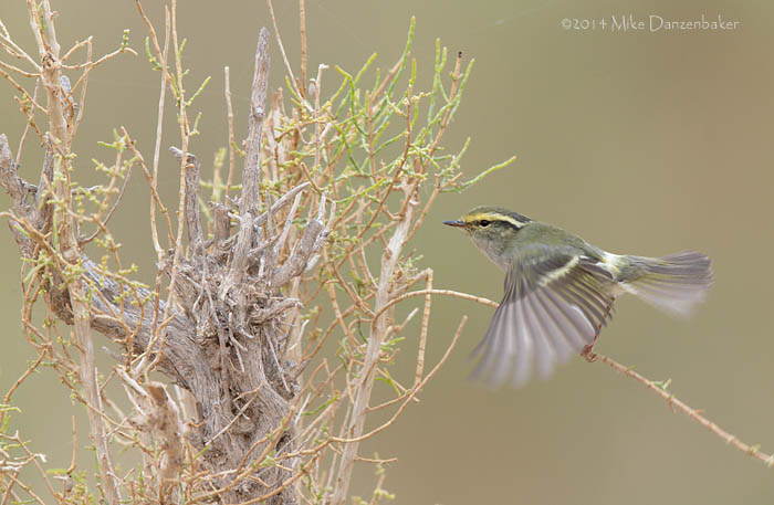 Pallas's Leaf Warbler (Phylloscopus proregulus) photo