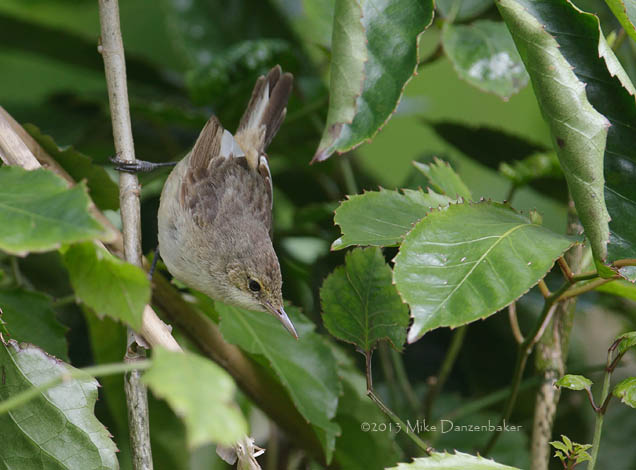 Pitcairn Reed Warbler (Acrocephalus vaughani) photo image
