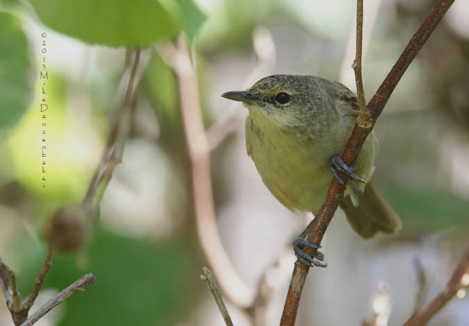 Pitcairn Reed Warbler (Acrocephalus vaughani) photo image