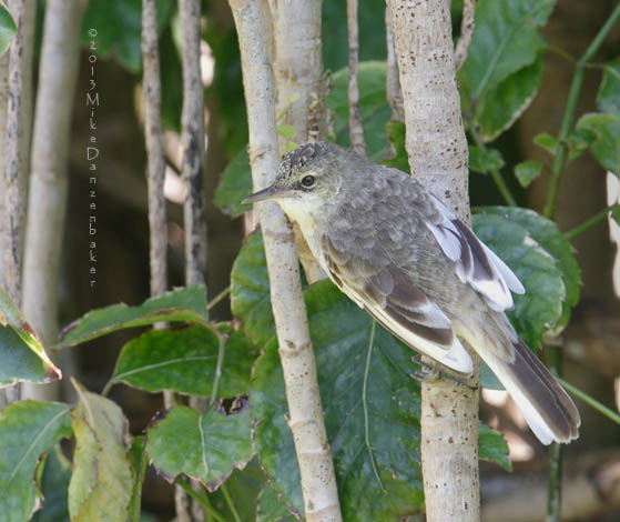 Pitcairn Reed Warbler (Acrocephalus vaughani) photo image