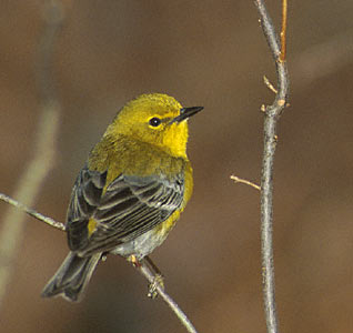 Pine Warbler (Dendroica pinus) photo image