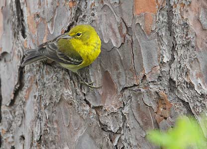 Pine Warbler (Dendroica pinus) photo image