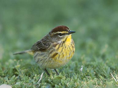 Palm Warbler (Dendroica palmarum) photo image
