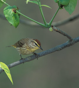 Palm Warbler (Dendroica palmarum) photo image