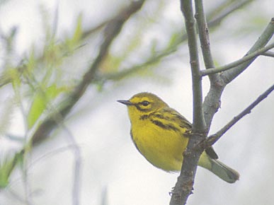 Prairie Warbler (Dendroica discolor) photo image