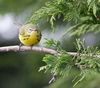 Prairie Warbler (Dendroica discolor) photo image