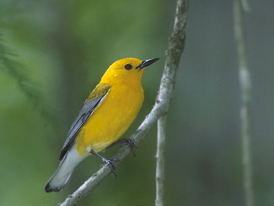 Prothonotary Warbler (Protonotaria citrea) photo