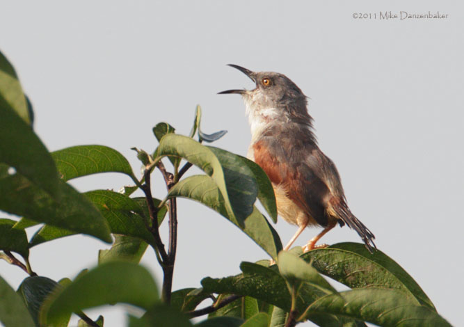 Red-winged Warbler (Heliolais erythropterus) photo image