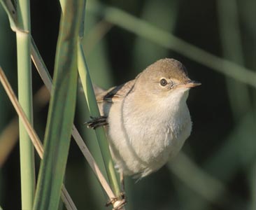 Eurasian Reed Warbler (Acrocephalus scirpaceus) photo image