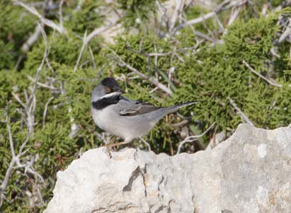 Rüppell's Warbler (Sylvia ruppeli) photo image