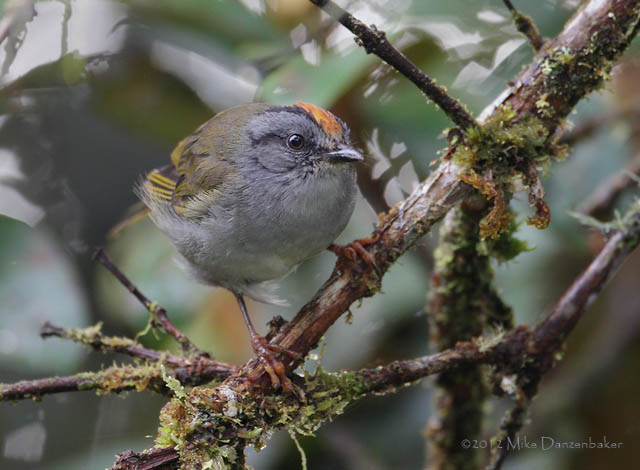Russet-crowned Warbler (Basileuterus coronatus) photo image
