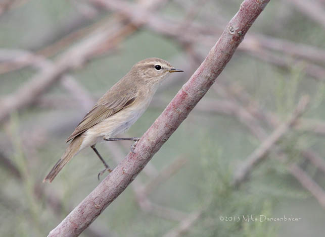 Siberian Chiffchaff (Phylloscopus collybita) photo image