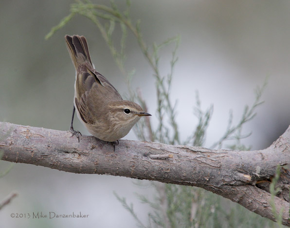 Siberian Chiffchaff (Phylloscopus collybita) photo image