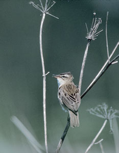 Sedge Warbler (Acrocephalus schoenobaenus) photo image