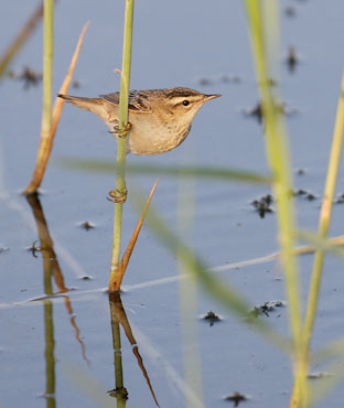 Sedge Warbler (Acrocephalus schoenobaenus) photo image