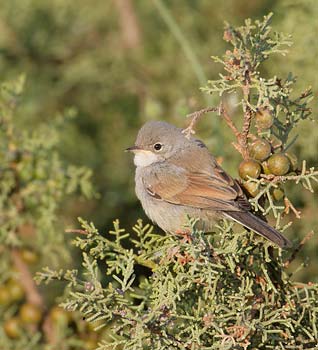 Spectacled Warbler (Sylvia conspicillata) photo image