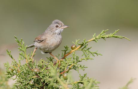Spectacled Warbler (Sylvia conspicillata) photo image