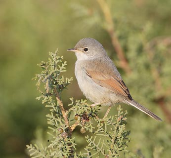 Spectacled Warbler (Sylvia conspicillata) photo image