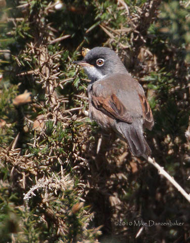 Spectacled Warbler (Sylvia conspicillata) photo image