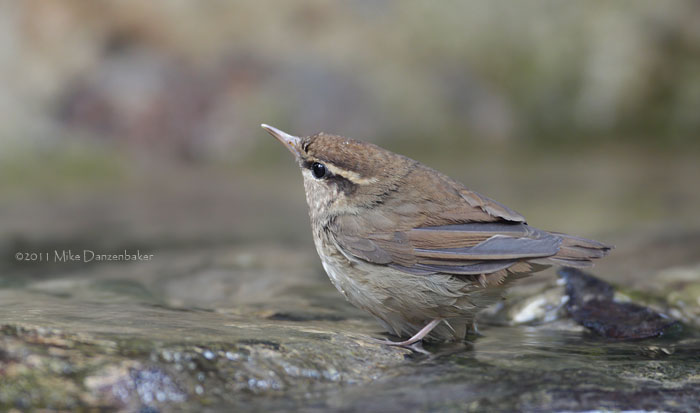 Asian Stubtail (Urosphena squameiceps) photo image