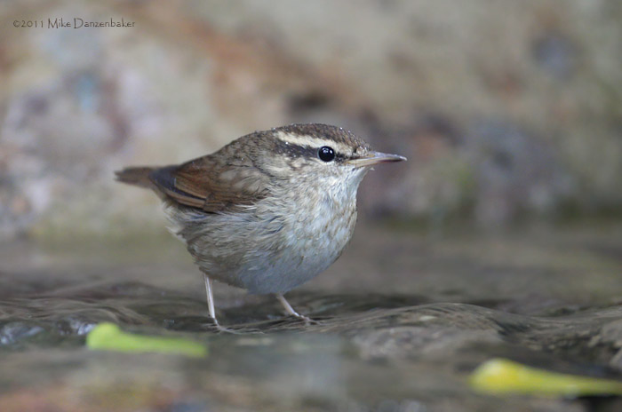 Asian Stubtail (Urosphena squameiceps) photo image