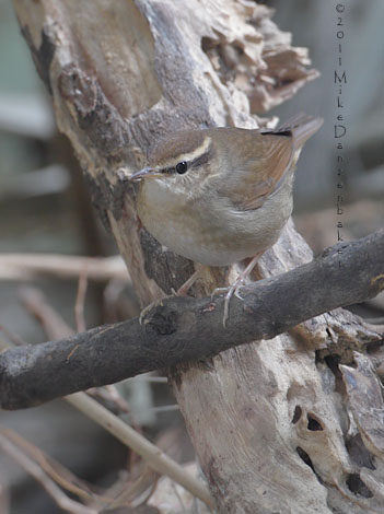 Asian Stubtail (Urosphena squameiceps) photo image