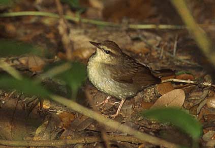 Swainson's Warbler (Limnothlypis swainsonii) photo image