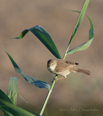 Sykes's Warbler (Iduna rama) photo image