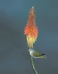 Tennessee Warbler (Oreothlypis peregrina) photo image
