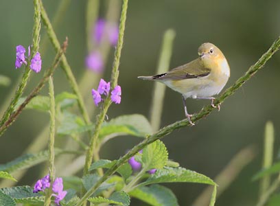 Tennessee Warbler (Oreothlypis peregrina) photo image