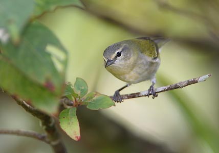 Tennessee Warbler (Oreothlypis peregrina) photo image